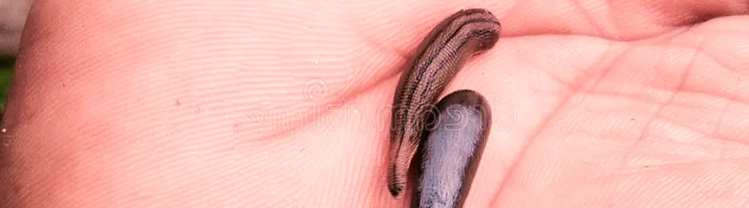 Blood Sucking Leech